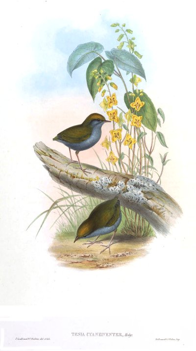 Tesia Cyaneiveiventer by John Gould